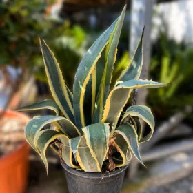   Agave americana 'Marginata' - Agávé 'Marginata' 60 cm, 35 literes cserépben