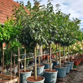 Diospyros kaki - Datolyaszilva , 120 cm, 70L