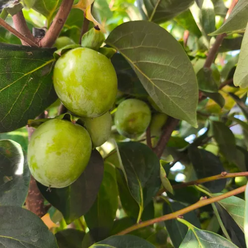 Diospyros kaki - Datolyaszilva , 120 cm, 70L