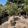 Olea europaea - Olajfa 150-180 cm, 70-90 cm-es törzsön, 35-45 literes cserépben