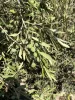 Olea europaea - Olajfa 150-180 cm, 70-90 cm-es törzsön, 35-45 literes cserépben