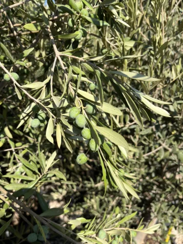 Olea europaea - Olajfa 150-180 cm, 70-90 cm-es törzsön, 35-45 literes cserépben