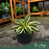 Agave lophantha 'Quadricolor' - agávé - 20 cm - 13 cm-es cserépben