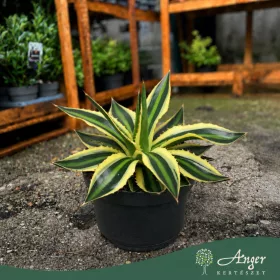   Agave lophantha 'Quadricolor' - agávé - 20 cm - 13 cm-es cserépben