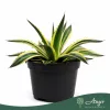 Agave lophantha 'Quadricolor' - agávé - 20 cm - 13 cm-es cserépben