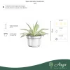 Agave lophantha 'Quadricolor' - agávé - 20 cm - 13 cm-es cserépben