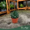 Aloe 'Tiki Quattro' - aloé - 16 cm - 9 cm-es cserépben