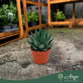   Aloe 'Tiki Quattro' - aloé - 16 cm - 9 cm-es cserépben