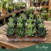Aloe 'Tiki Quattro' - aloé - 16 cm - 9 cm-es cserépben