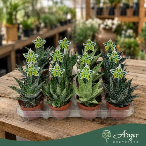 Aloe 'Tiki Quattro' - aloé - 16 cm - 9 cm-es cserépben