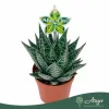 Aloe 'Tiki Quattro' - aloé - 16 cm - 9 cm-es cserépben