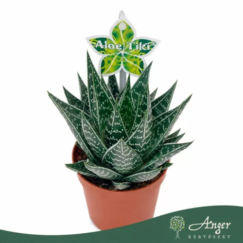 Aloe 'Tiki Quattro' - aloé - 16 cm - 9 cm-es cserépben