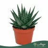 Aloe 'Tiki Quattro' - aloé - 16 cm - 9 cm-es cserépben