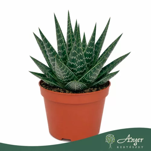 Aloe 'Tiki Quattro' - aloé - 16 cm - 9 cm-es cserépben