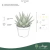 Aloe 'Tiki Quattro' - aloé - 16 cm - 9 cm-es cserépben