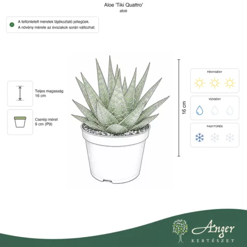 Aloe 'Tiki Quattro' - aloé - 16 cm - 9 cm-es cserépben