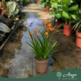   Anigozanthos 'Beauty Orange' -Kengurumancs - narancssárga - 40 cm - 12 cm-es cserépben