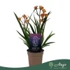 Anigozanthos 'Beauty Orange' -Kengurumancs - narancssárga - 40 cm - 12 cm-es cserépben