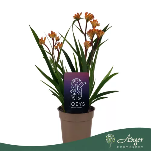 Anigozanthos 'Beauty Orange' -Kengurumancs - narancssárga - 40 cm - 12 cm-es cserépben