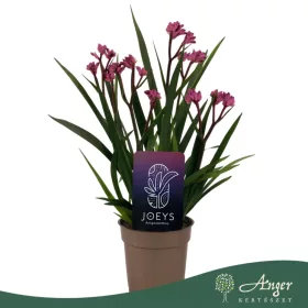   Anigozanthos 'Beauty Pink' - Kengurumancs - rózsaszín - 40 cm - 12 cm-es cserépben