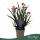 Anigozanthos 'Beauty Pink' - Kengurumancs - rózsaszín - 40 cm - 12 cm-es cserépben