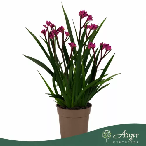 Anigozanthos 'Beauty Pink' - Kengurumancs - rózsaszín - 40 cm - 12 cm-es cserépben