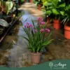 Anigozanthos 'Beauty Pink' - Kengurumancs - rózsaszín - 40 cm - 12 cm-es cserépben