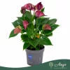 Anthurium 'Allstar' - flamingóvirág - bordó - 43 cm - 12 cm-es cserépben
