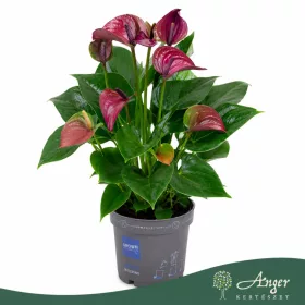   Anthurium 'Allstar' - flamingóvirág - bordó - 43 cm - 12 cm-es cserépben