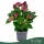 Anthurium 'Allstar' - flamingóvirág - bordó - 43 cm - 12 cm-es cserépben