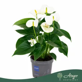   Anthurium 'Allstar' - flamingóvirág - fehér - 43 cm - 12 cm-es cserépben