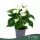 Anthurium 'Allstar' - flamingóvirág - fehér - 43 cm - 12 cm-es cserépben