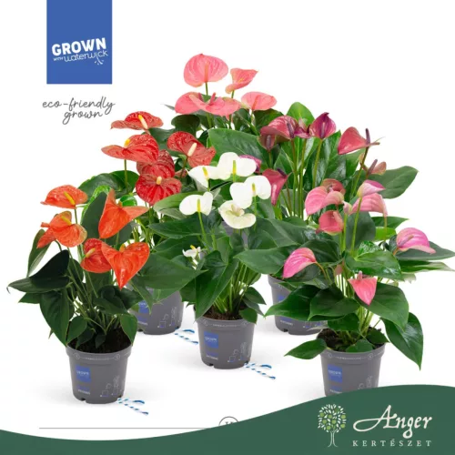 Anthurium 'Allstar' - flamingóvirág - fehér - 43 cm - 12 cm-es cserépben