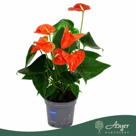   Anthurium 'Allstar' - flamingóvirág - piros - 43 cm - 12 cm-es cserépben