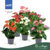 Anthurium 'Allstar' - flamingóvirág - piros - 43 cm - 12 cm-es cserépben