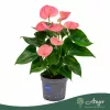 Anthurium 'Allstar' - flamingóvirág - rózsaszín - 43 cm - 12 cm-es cserépben