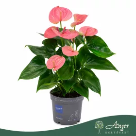   Anthurium 'Allstar' - flamingóvirág - rózsaszín - 43 cm - 12 cm-es cserépben
