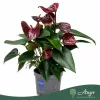 Anthurium 'Essencia' - flamingóvirág - barna - 55 cm - 17 cm-es cserépben