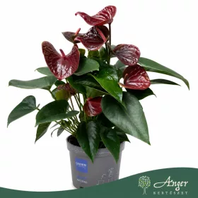   Anthurium 'Essencia' - flamingóvirág - barna - 55 cm - 17 cm-es cserépben