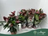 Anthurium 'Essencia' - flamingóvirág - barna - 55 cm - 17 cm-es cserépben