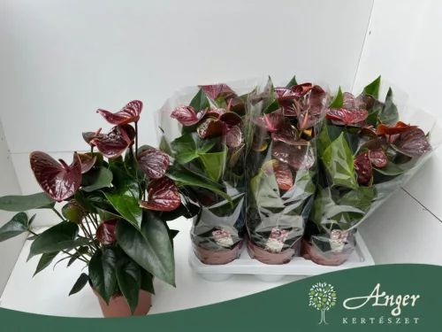 Anthurium 'Essencia' - flamingóvirág - barna - 55 cm - 17 cm-es cserépben