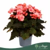 Begonia 'Move 2 Joy Pink' - begónia - világos rózsaszín - 30 cm - 13 cm-es cserépben