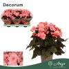 Begonia 'Move 2 Joy Pink' - begónia - világos rózsaszín - 30 cm - 13 cm-es cserépben