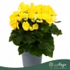 Begonia 'Rebecca' - begónia - citromsárga - 32 cm - 13 cm-es cserépben