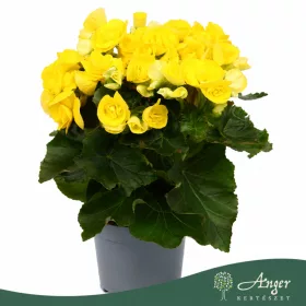   Begonia 'Rebecca' - begónia - citromsárga - 32 cm - 13 cm-es cserépben