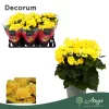 Begonia 'Rebecca' - begónia - citromsárga - 32 cm - 13 cm-es cserépben