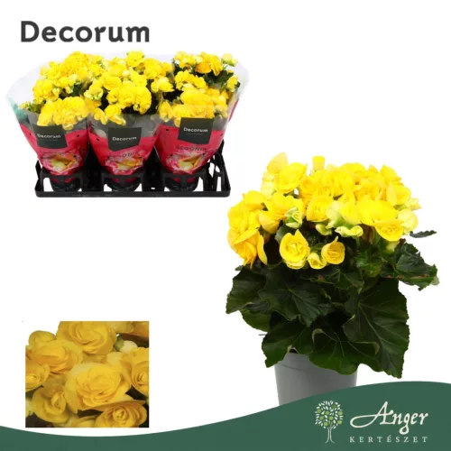 Begonia 'Rebecca' - begónia - citromsárga - 32 cm - 13 cm-es cserépben