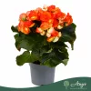 Begonia 'Reina' - begónia - narancssárga - 32 cm - 13 cm-es cserépben