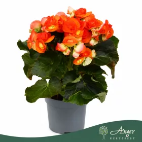   Begonia 'Reina' - begónia - narancssárga - 32 cm - 13 cm-es cserépben