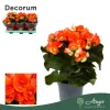 Begonia 'Reina' - begónia - narancssárga - 32 cm - 13 cm-es cserépben